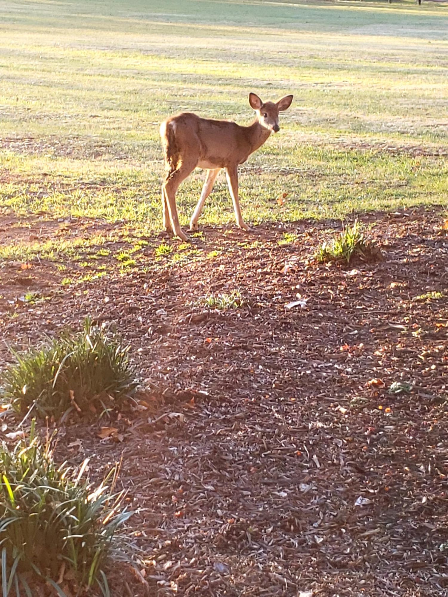 A white-tailed deer. Photo provided by Jillian Lewis.