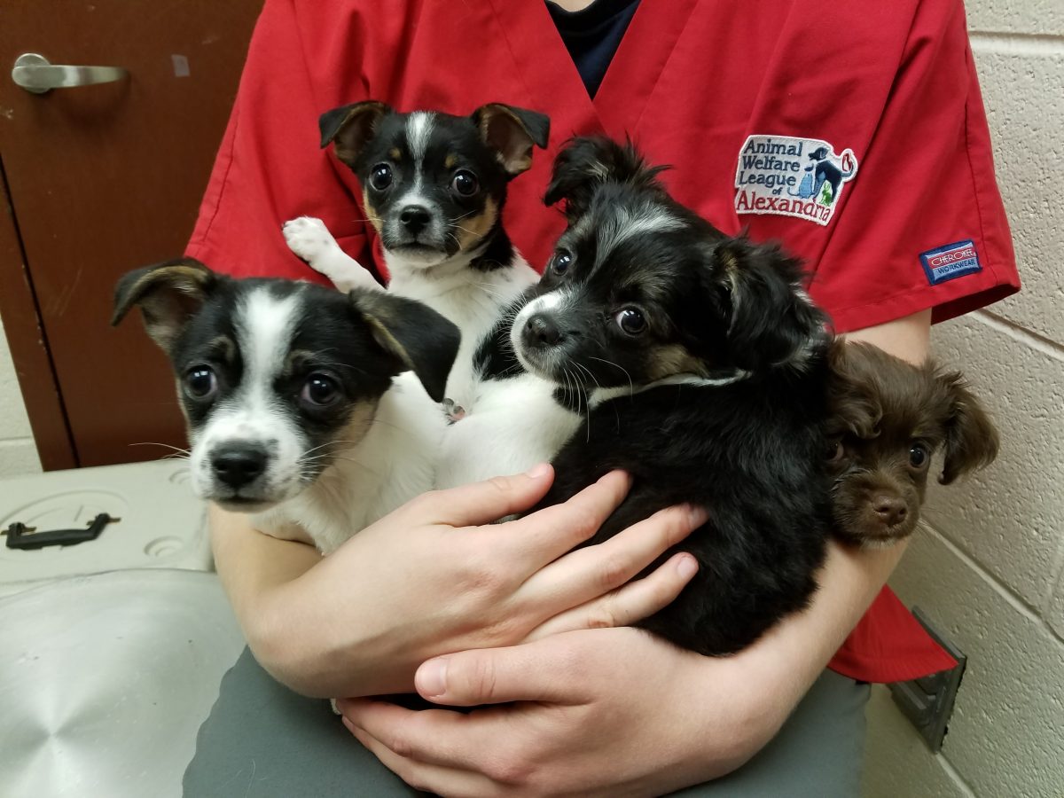 A worker from the Animal Welfare League of Alexandria holding four puppies who are waiting to be adopted by a family. Photo provided by the Animal Welfare League of Alexandria. 